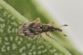 Taeniapion urticarium